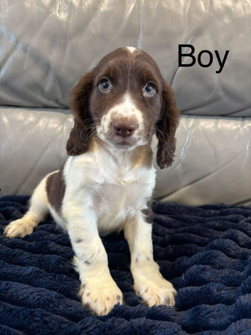 Cocker Spaniel Last Boy ready now