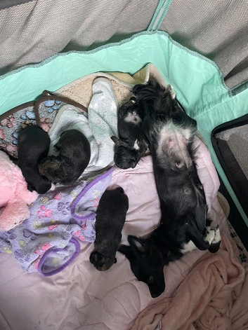 Chihuahua Puppies for sale