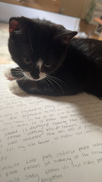 Black kitten