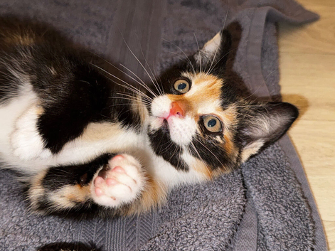 Female Tortico Kitten