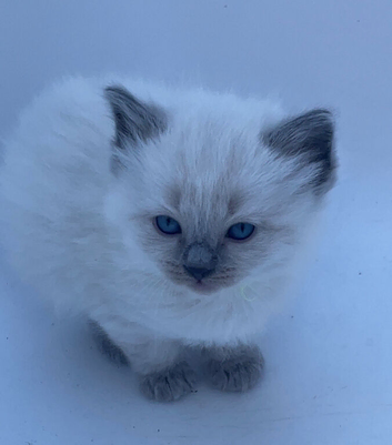 Beautiful Male Ragdoll Kittens