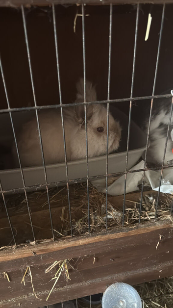 Lionhead Buck