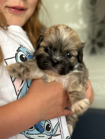KC registered Lhasa Apso pups