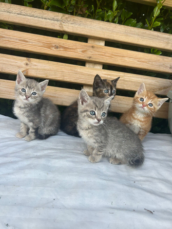 ! 2 left ! 4 kittens for sale