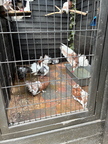 Fantails for sale