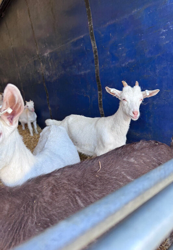 Female goat kids