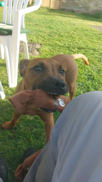 5 month old friendly dog
