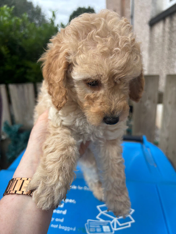 Poodles