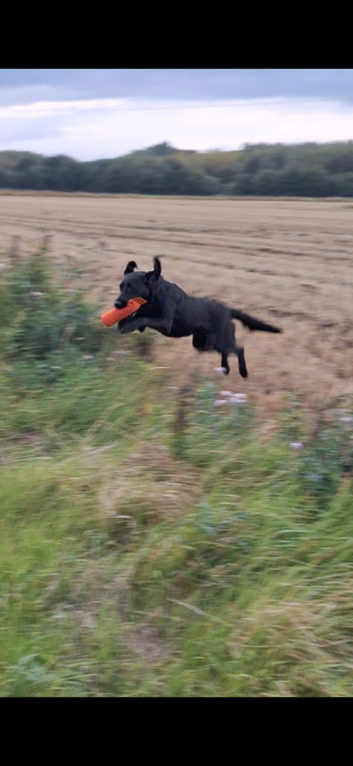 Dog Training
