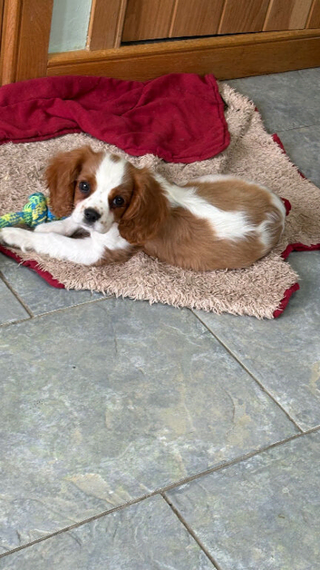 K C Reg  Fully Vaccinated Cavalier King Charles