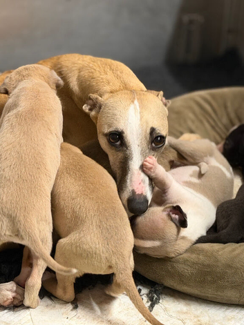 Wonderful Whippet litter