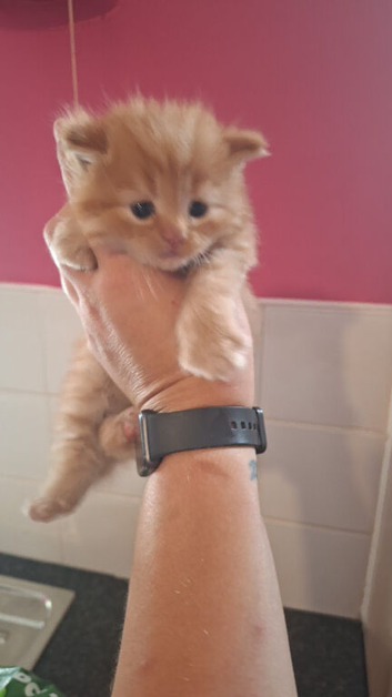 Ragdoll cross