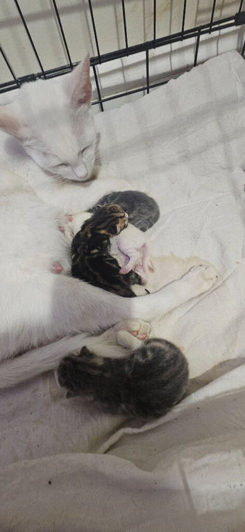 Part bengal beautiful kittens