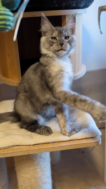 Maine Coon boy available