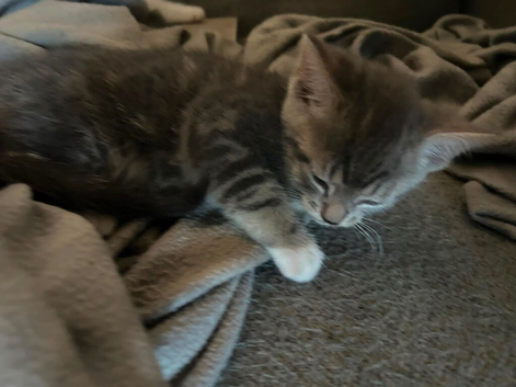 Sphinx mix kittens looking for a new home