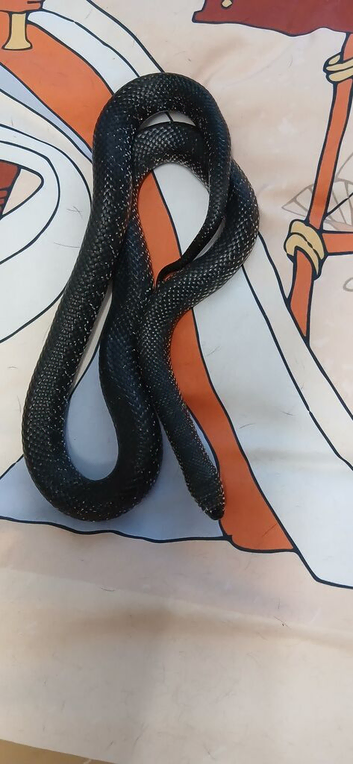 adult female eastern black kingsnake