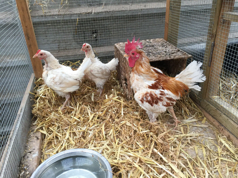 Trio Red Pyle Bantam