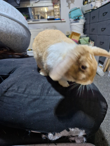 18 month old female mini lop