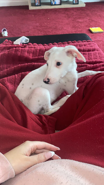 Saluki x Dalmatian pup