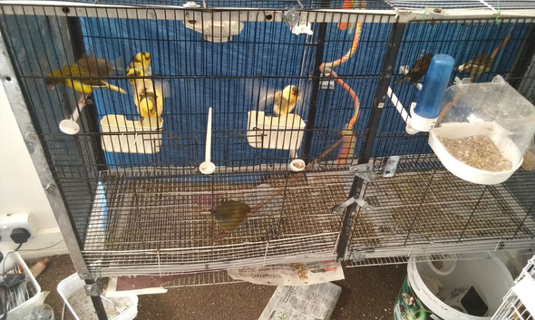 Canary