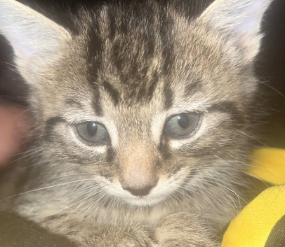 Kitten