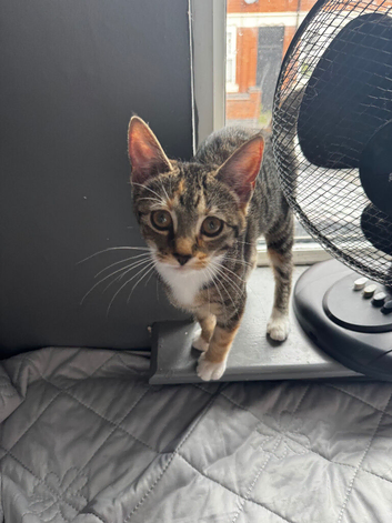 Beautiful Friendly Female Kitten -