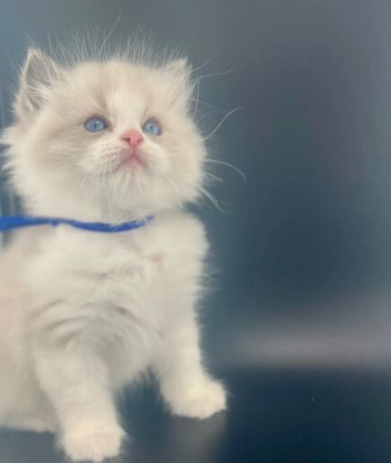 Ragdoll Kittens blue Bi colour