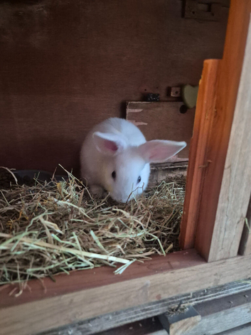 Rabbits