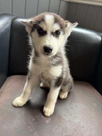 Girl black and white Siberian husky