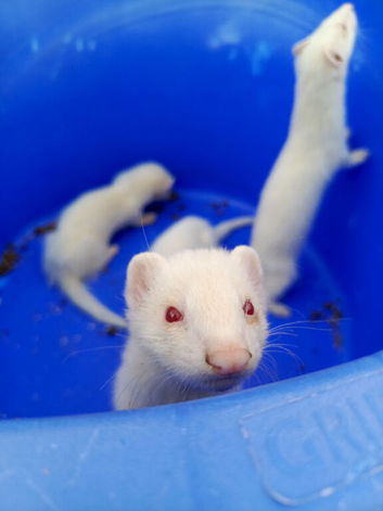 Albino ferret