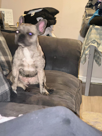 11month old bitch