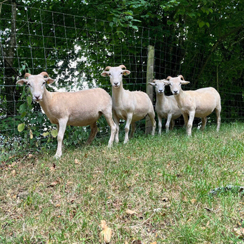 Pedigree Wiltshire Horn yearlings