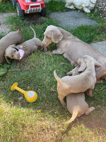 Isabella and tan mini miniature dachshund