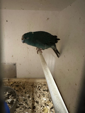 2 female Kakariki parrots available they are &pound;80 each will not take any less than asking price in Belfast