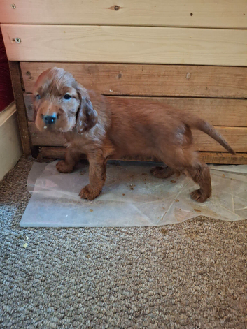 Kc registered Irish Setter puppy