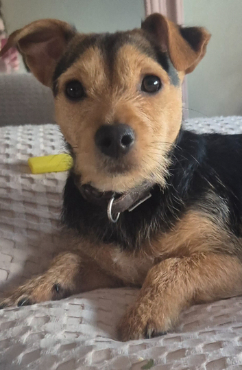Jack Russell x Chihuahua Proven Stud