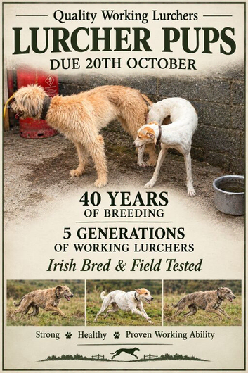 Saluki x lurcher 4 dog puppies