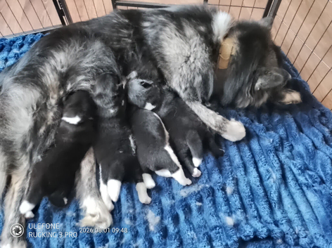 American Akita puppies for sale