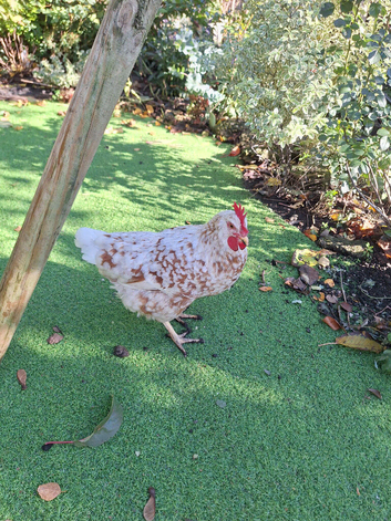 3 freindly chickens looking for a new home