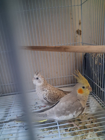 Cockatiels