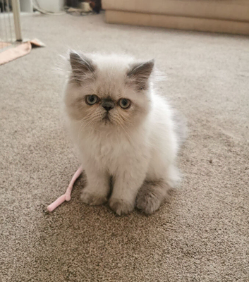 Pedigree Persian exotic kitten