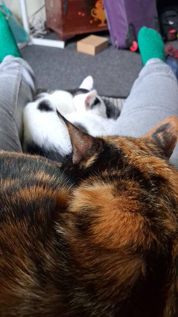 1 adult cat and 1 kitten ( 5 months)