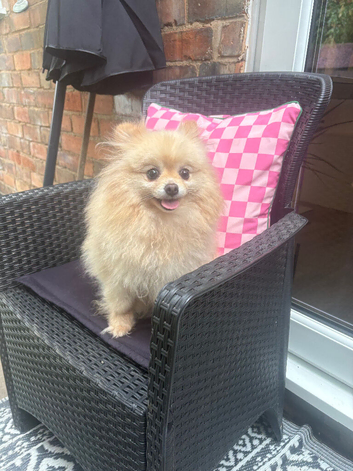 Beautiful Teddy Face female Pom