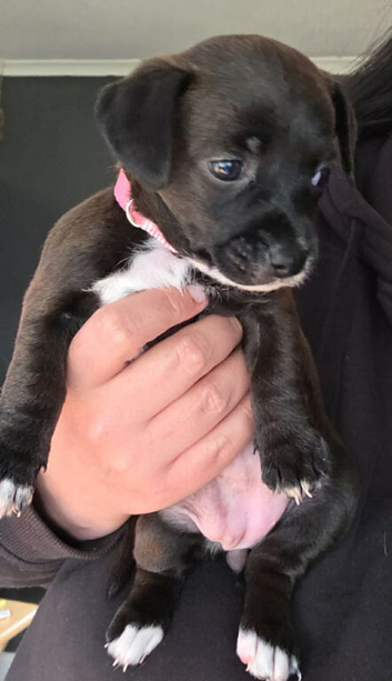 Jack russell cross