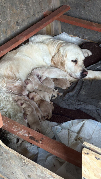 Golden retriever puppies