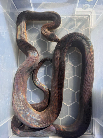 Macklots Python Male