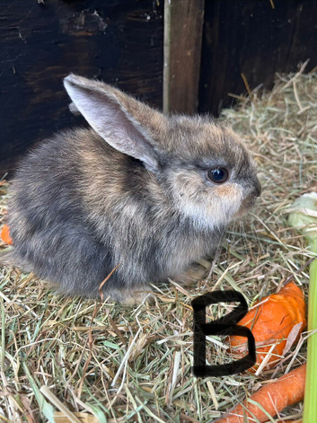 Baby lops ready now