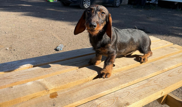 1 male teckel puppy for sale 14 weeks old