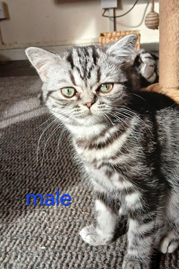 Bsh. Kittens  looking for home.