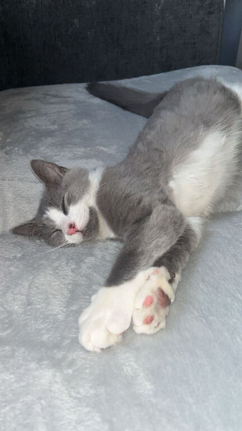 **ADORABLE FLUFFY KITTENS FOR SALE**